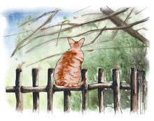 Cat On A Rustic Wooden Fence. Background Image.