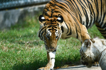 zwei junge Tiger in einem Tierpark in Asien