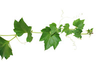 Pumpkin Vine With Green Leaves And Tendrils Isolated On White Background, Clipping Path Included.