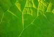 canvas print picture - green leaf detail