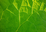 green leaf detail