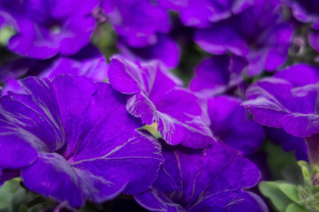 Wall Mural - violet flowers