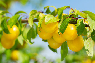 branch of ripe yellow plums in a garden