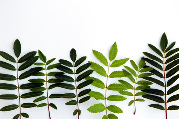 green leaf isolated on white background