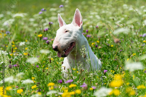 Fotografía Portrait photo of white bull terrier outdoors on a sunny day