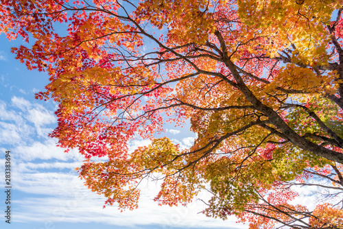 Foto-Lamellenvorhang - Autumn tree (von vichie81)