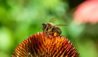  macro abeille  1