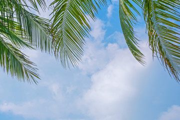 The palm leaves on a background of blue sky and clouds Natural tropical background