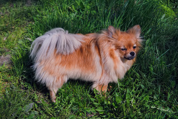 Wall Mural - A little shaggy dog walks on a green lawn.