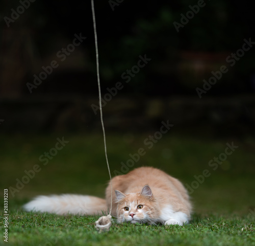 Young Cream Tabby White Ginger Maine Coon Cat Playing With Cat S