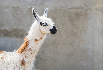 shaggy head of a lama pet in profile, close-up on a gray wall background