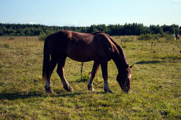 brown stallion herd of horses grazes in a green meadow under a cloudy sky