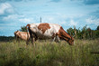 © yurii oliinyk - cows graze in the summer on the field on a sunny day and eat green grass alfalfa clover