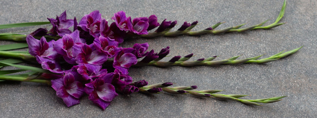 Wall Mural - Beautiful bouquet lilac gladiolus flowers , flat lay. Space for text