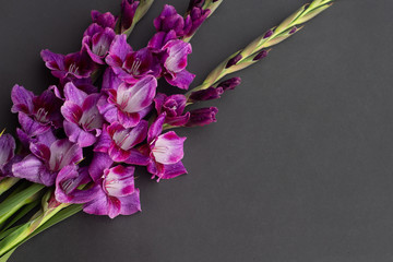 Wall Mural - Beautiful bouquet lilac gladiolus flowers , flat lay. Space for text