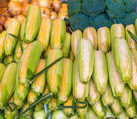 Wall Mural - Yellow and White Corn in a Vegetable Market