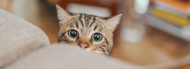 Wall Mural - Cute short hair cat looking curious and snooping at home playing hide and seek