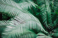 Tropical Palm Leaves Background Texture