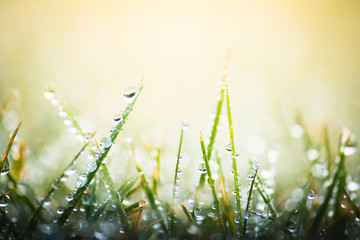 green grass with dew drops in spring, macro nature background