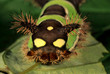 The saddleback caterpillar (Acharia stimulea) is the larva of a Limacodid moth. Its venomous spines deliver potent sting. Large eye spots on its back end add further deterence to predators.