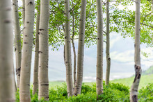 Snodgrass Trail Forest Edge In Mount Crested Butte, Colorado In National Forest Park Mountains With Closeup Green Aspen Trees In Summer