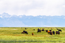 Colorado Highway 285 With Rural Farm Pasture And Cows Near Center And Monte Vista And View Of Rocky Mountains