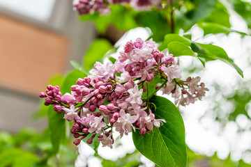 Wall Mural - macro closeup of purple and white lilac flowers during day in spring or summer showing detail and te