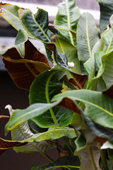 rippling wavy leaves in multicolored tangle from red to green, white, to yellow