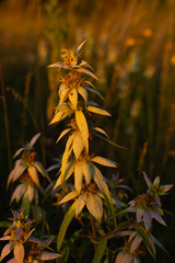 Wall Mural - Summer Vegetation