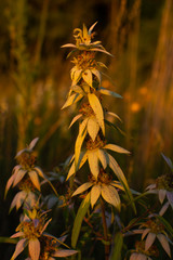 Wall Mural - Summer Vegetation