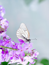 Beautiful White Butterfly On Purple Flowers Flower