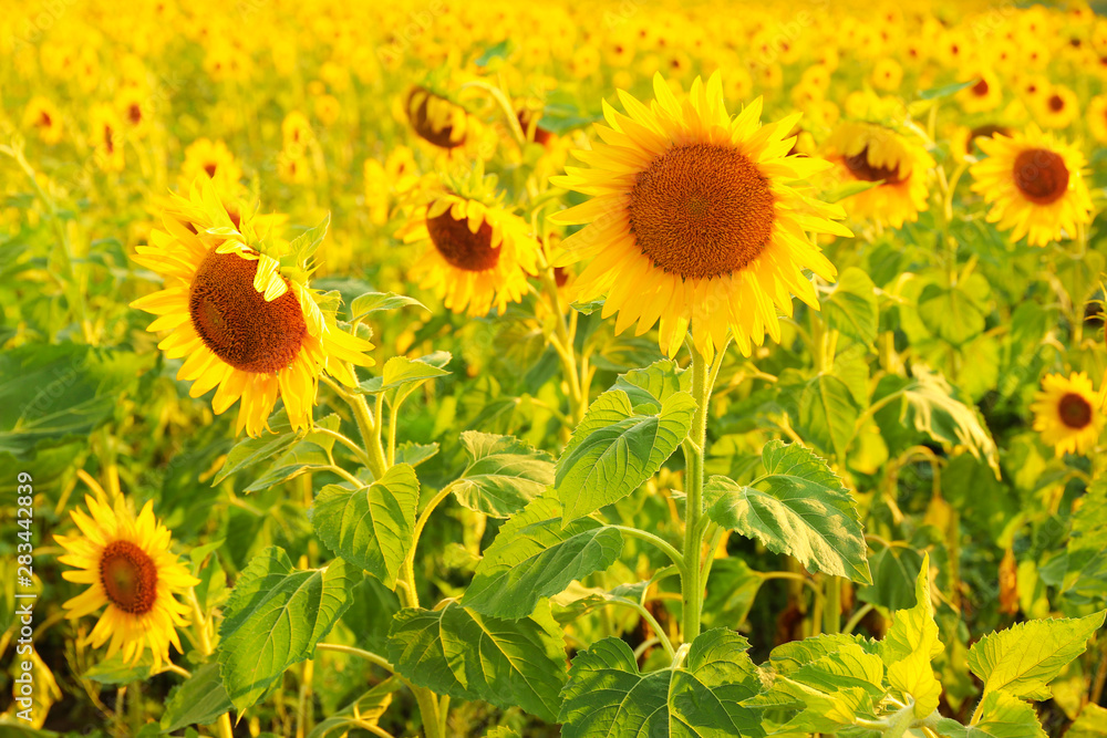 Beautiful sunflower field on summer day