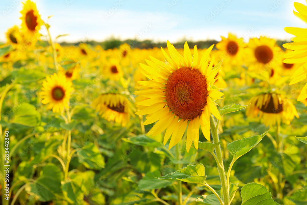 Beautiful sunflower field on summer day