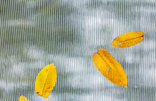 Dry Yellow Beech Tree Leaves On Glass Roof Of Summer-house. Closeup Bottom View