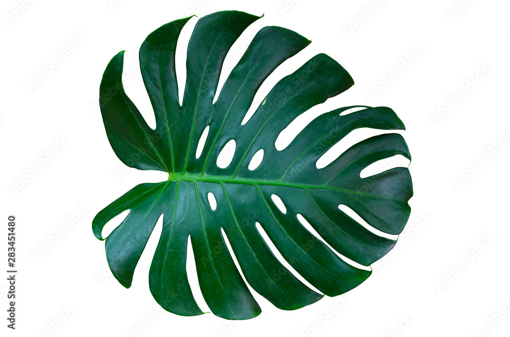Monstera leaves lush decorating for composition design style exotic. Tropical palm philodendron leaf isolated white background and branch greenery, botanical nature concepts.(clipping path) - obrazy, fototapety, plakaty 