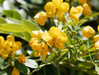 Rameaux et fleurs jaune doré de séné d'alexandrie | Senna alexandrina