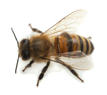 European Honey Bee, Apis Mellifera Isolated On White Background