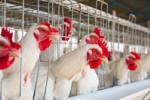 Hens In The Chicken Farm