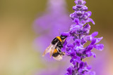 Fototapeta Lawenda - Gelb-schwarz-gestreifte Hummel bestäubt violette Blüten des Lavendel und sammelt Nektar und Blütenpollen für die Honigproduktion und für ihr Hummelnest