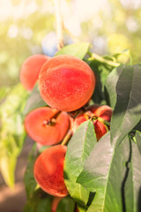 Peaches Harvest. Ripe Peaches growing on a tree.