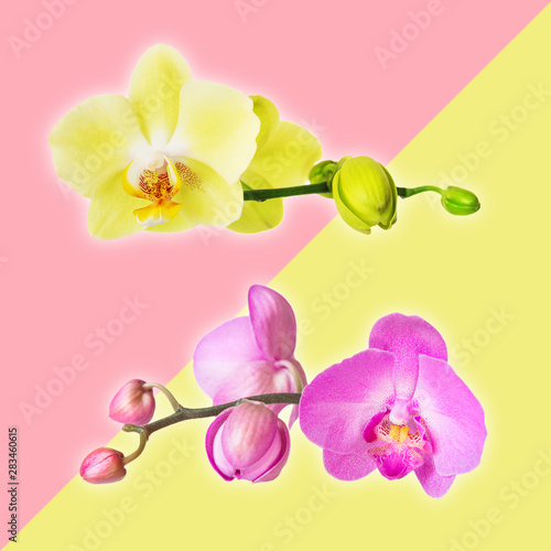 Yellow  Blossoming Orchid
