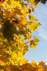 Wall Mural - trees with fall foliage on country park