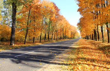 Wall Mural - trees with fall foliage on country park