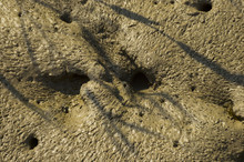 Crab Holes On Mud Flat