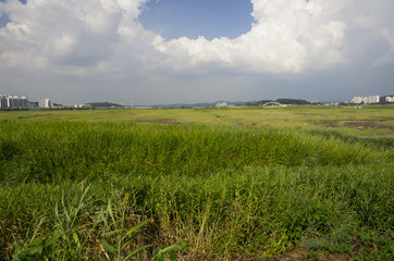 Wall Mural - paddy field under cloudy sky