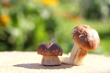 pair of edible porcini mushrooms, large and small. hat ride on a sunny day