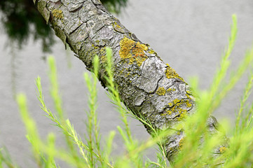 Wall Mural - Beginning lichen on larch trunk.