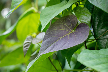 leaf on tree