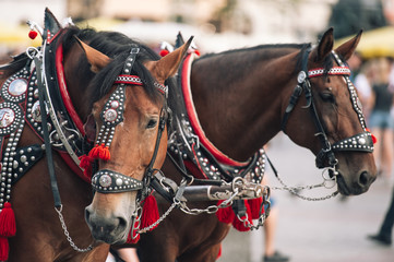  two decorated horses for riding tourists in a carriage