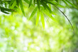 Bamboo leaves with beauty bokeh under sunlight with copy space.